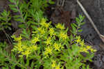 Yellow stonecrop